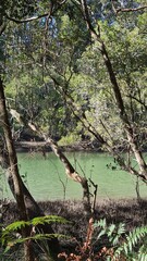 Green river in forest