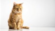 © Selene Studio - Ginger cat sitting and looking down isolated on white background, ginger, cat, feline, pet, sitting, looking down, adorable, cute