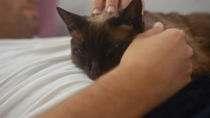 Sticker - A person gently pets a relaxed siamese cat resting on a white bed in a cozy home setting