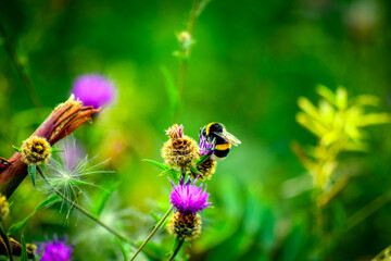 Bumblebee sitting of a thistle flower in the garden