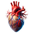 © Black and White  - human heart and blood flow on a transparent background.