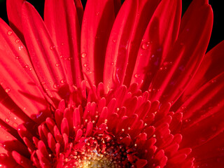 Wall Mural - Water Drops on The Red Gerbera Petals Arranging