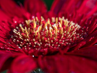 Wall Mural - Water Drops on The Red Gerbera Stamens Arranging