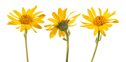 Canvas Print - Arnica montana  flowers