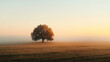 © Imane - solitary tree in misty golden sunrise over field