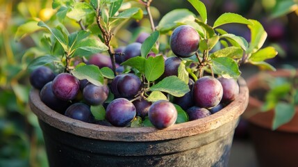 Wall Mural - Plums in a Pot - A Close-up of Ripe Fruit