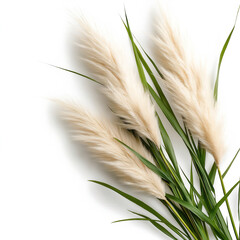 Poster - Pampas Grass Isolated