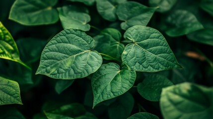 Wall Mural - Lush Green Leaves