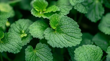 Wall Mural - Green Mint Leaves Close-Up