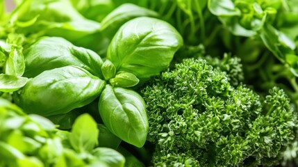 Canvas Print - Fresh Green Herbs - Basil and Parsley