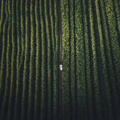 Wall Mural - Aerial view of a white car driving on a dirt road through a field of crops.