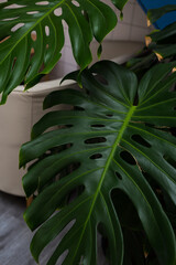 A large sheet of monstera close-up. Plant Care Concept