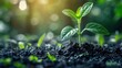 © Muhammad - Green Young plant sprout growing in rich black soil in the morning against a blue sky nature background