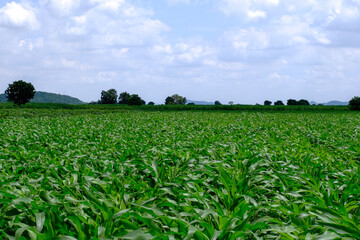 Corn crop field Landscap plant