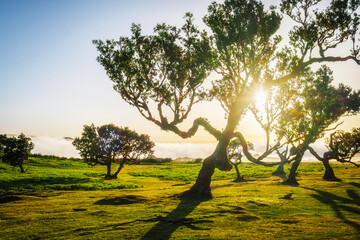 Centuries-old til trees in fantastic magical idyllic Fanal Laurisilva forest on sunset. Madeira island, Portugal