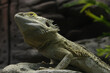 © Yurii Lazarev - The lizard that creeps among the rocks