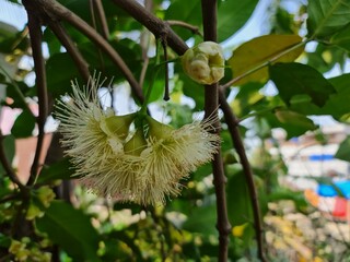 Nature green tree photo