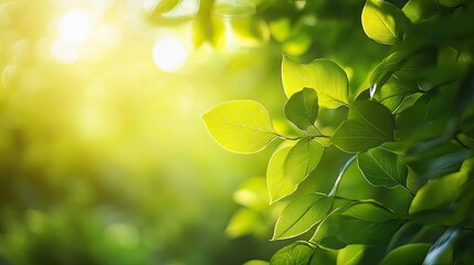 Wall Mural - Soft green leaves with a sunlit, gently blurred green background, capturing the peacefulness of nature.