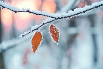 Poster - Frosty leaves on a branch