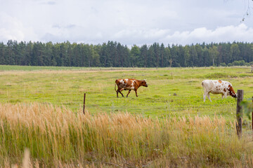 cows graze in a green meadow. blue sky and forest in the distance