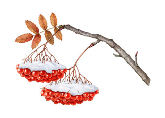 Winter season rowan tree branch with red berries, leaf covered with snow. Watercolor illustration. Hand drawn late autumn time rowanberry twig with berry bunch element isolated on white background