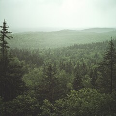 Sticker - Misty forest landscape with evergreen trees and rolling hills.