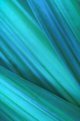 Close-up abstract macro nature exotic turquoise blue green leave texture tropical Jungle plant in dark background.Curve leaf floral botanical desktop wallpaper,website cover backdrop.