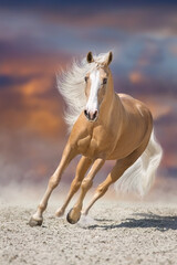 Wall Mural - palomino horse in motion