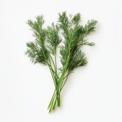 Wall Mural - Sprigs of fresh dill arranged in a bouquet on a white background.