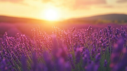 Wall Mural - A field of lavender in the sunset, symbolizing peace and tranquility, perfect for spa and wellness promotions