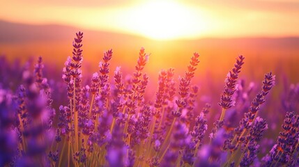 Wall Mural - A field of lavender in the sunset, symbolizing peace and tranquility, perfect for spa and wellness promotions