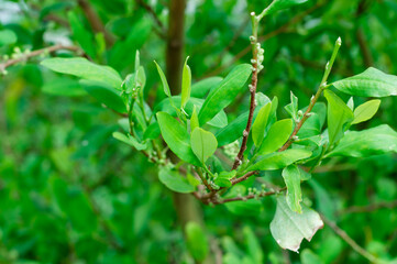 Close-up picture of leaves of Erythroxylum coca. Jardin Botanico de Bogotá : Botanical Garden of Bogota, Colombia.