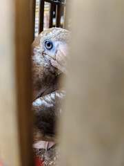 close up of isolated seagull eye