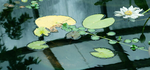 blooming water lilies composition. greenhouses of the jardín botánico de bogotá : botanical garden o