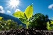 © Sanchai - Sprout reaching, sunlit sky, new growth symbolizes the strength of nature