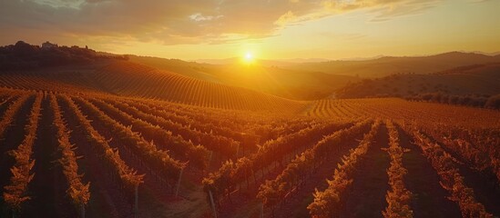 Wall Mural - Breathtaking drone timelapse footage captures the beauty of a thriving vineyard during the harvest season  The rows of lush grapevines are filled with ripe