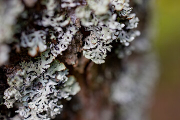 moss on tree