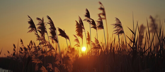 silhouette reeds blowing sunset