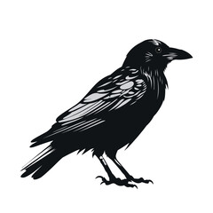 Wall Mural - crow image. black crow isolated on white background. illustration of a crow. vector illustration.