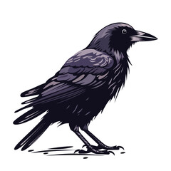 Wall Mural - crow image. black crow isolated on white background. illustration of a crow. vector illustration.
