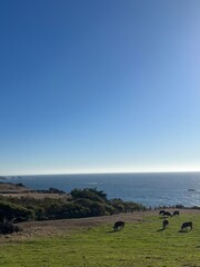 Cows by the ocean grazing 