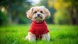 © Man888 - Adorable small breed dog with fluffy fur wears a bright red sweater and sits on a green grassy lawn, looking directly at the camera.