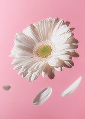 Poster - Flowerscape flat lay of white flower with petals on pink background. White flower with petals on pink background.