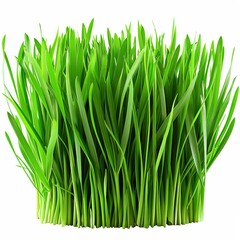 Wall Mural - green grass isolated on transparent background