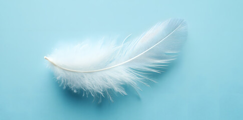 Wall Mural - White fluffy bird feather on sky blue background