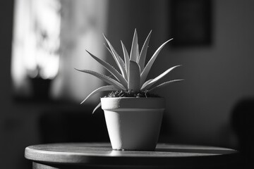 Sticker - Potted Plant on Table