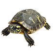 © koku studio - Turtle object isolated on transparent png.