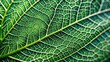 © Man888 - Intricate network of veins on a delicate green leaf, showcasing nature's architectural beauty with subtle texture and gentle curves, evoking serenity and wonder.
