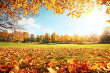 Wall Mural - Golden trees and blue skies in the countryside in a sunny autumn landscape