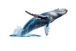 © Anasaiimages - A whale jumps from the water, splashing water. Suitable for marine conservation, marine life education, holiday promotions, and wildlife documentaries